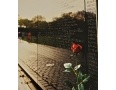 Rose at Viet Nam Wall